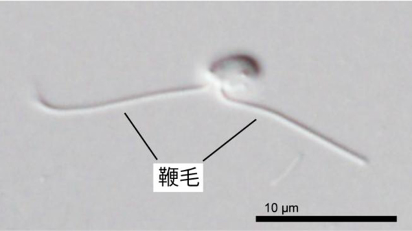原生生物Glissandraを再発見　未解明系統CRuMsに共通する特徴を解明