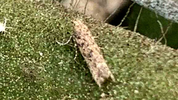 【特殊報】トマトキバガのトラップでの誘殺　県内で確認　鹿児島県