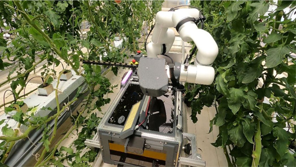 トマトの下葉処理　自動化ロボット開発　エンドエフェクタ交換で収穫に応用も　農研機構