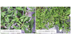ベゴモウイルス抵抗性でトウガラシの生産量が倍増　ウイルス病被害の低減に期待　近畿大