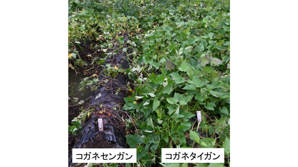 多収でサツマイモ基腐病などに抵抗性　原料用サツマイモ「コガネタイガン」育成　農研機構