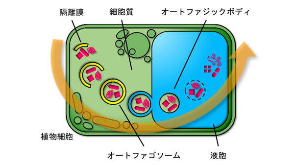オートファジーが種子の発芽能力を維持することを解明　明大農学部