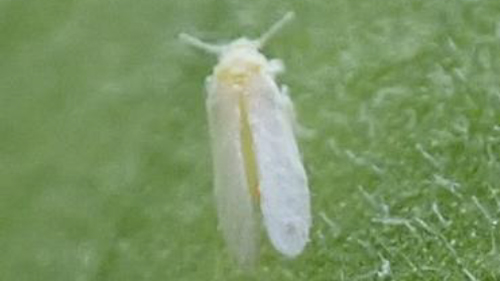 【特殊報】トマト黄化葉巻病　県内で初めて発生を確認　宮城県
