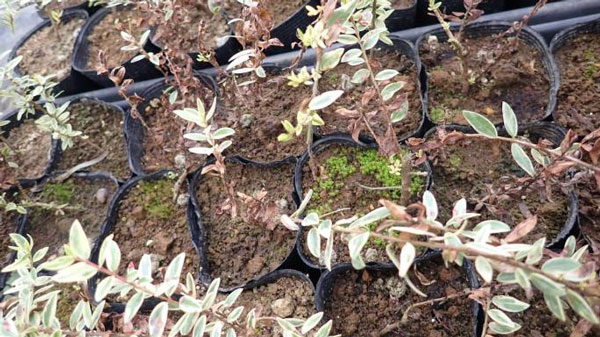 【特殊報】国内未報告の「ギンバイカ褐斑病」　都内で初めて確認　東京都