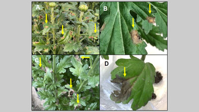 【特殊報】キク小斑点病　キクの葉での病徴は国内初の確認　耕種的防除を　佐賀県
