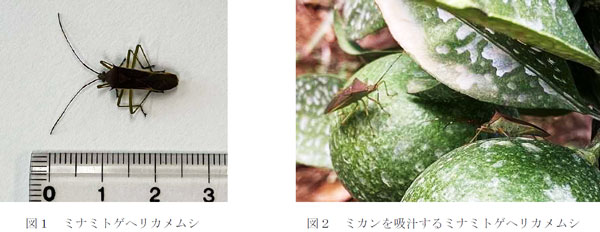 特殊報】ミナミトゲヘリカメムシ 県内で初めて確認 徳島県 | JAcom