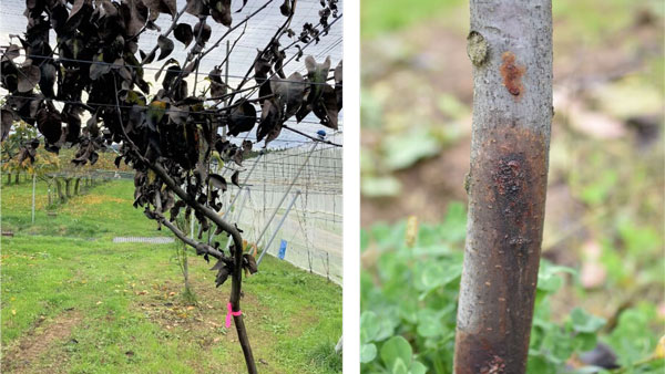 【特殊報】ナシ胴枯細菌病　県内で初めて発生を確認　島根県
