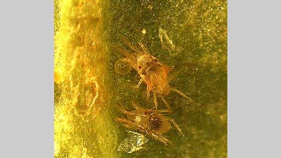 【注意報】りんごにナミハダニ　県下全域で確認　多発懸念の際は特別散布を　岩手県