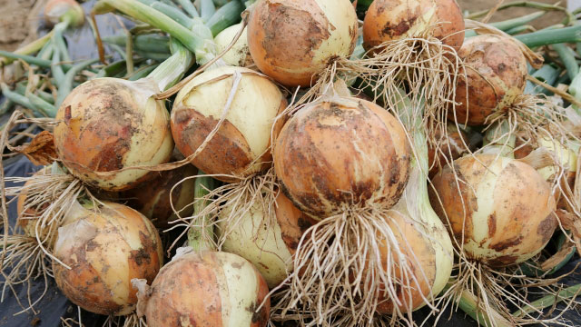 【注意報】たまねぎにべと病　県下全域でやや多発のおそれ　長崎県