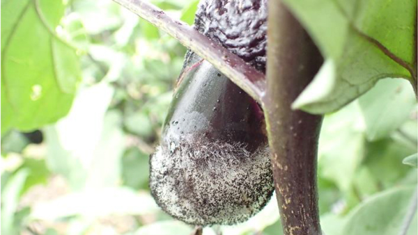 【特殊報】ナスこうがい毛かび病　県内で初めて確認　埼玉県