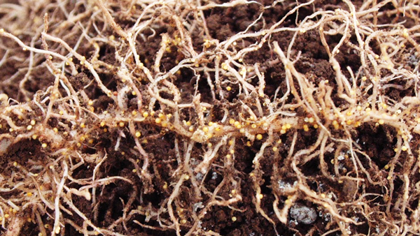 土壌菌により活性化されるとジャガイモの寄生虫を孵化させる鍵物質　神戸大など研究グループが発見
