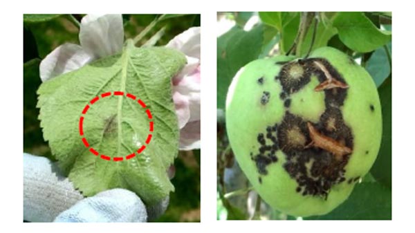 【注意報】りんごに黒星病　早期感染が懸念　天候に注意し適期防除を　岩手県