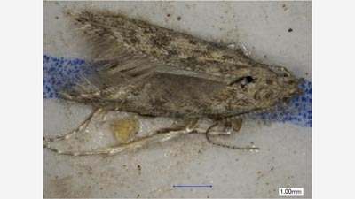 【特殊報】トマトキバガ　県内で確認　長崎県