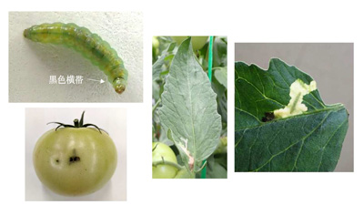 【特殊報】トマトにトマトキバガ　県内の農産物に初めて確認　愛知県