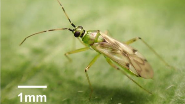 共生細菌リケッチアに感染した天敵昆虫のメスは増殖に有利　天敵昆虫の性能強化に期待
