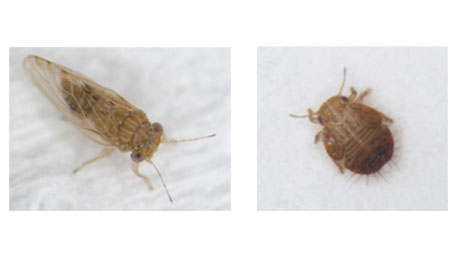 【特殊報】ビワキジラミ　京都市内で発生　府内で初めて確認　京都府