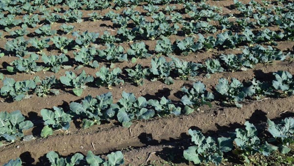 【注意報】あぶらな科野菜にコナガ　早期・多飛来傾向　防除開始時期に注意　北海道