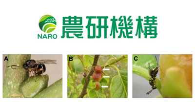天敵昆虫導入による防除効果が約40年持続　伝統的生物的防除の持続事例を解明　農研機構