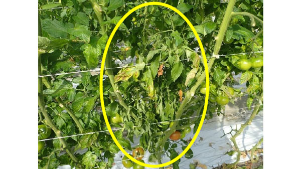 【特殊報】トマト立枯病　県内で初めて確認　佐賀県