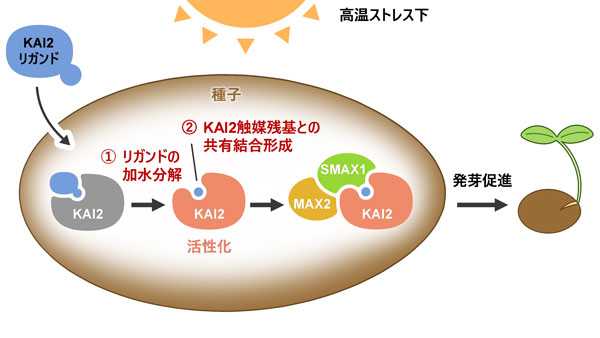 高温ストレス下で植物の発芽を調節　タンパク質の活性化機構を解明　明治大