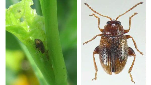 【特殊報】ホオズキ栽培ほ場でタバコノミハムシの発生を確認　熊本県