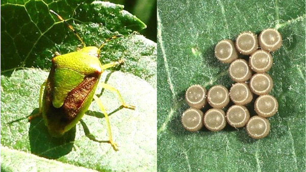 【注意報】りんごに果樹カメムシ類　県下全域で多発のおそれ　岩手県