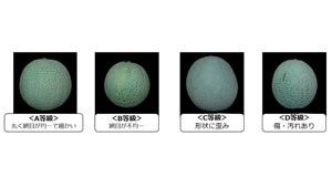 メロンの網目の品質を認識　等級判定AIの研究開発に成功　静岡大学