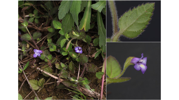 日本新産の植物「ナントウウリクサ」石垣島で発見　東京農大、鹿児島大