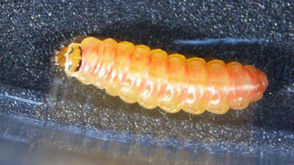 【特殊報】トマトキバガ　四国で初の発生を確認　愛媛県