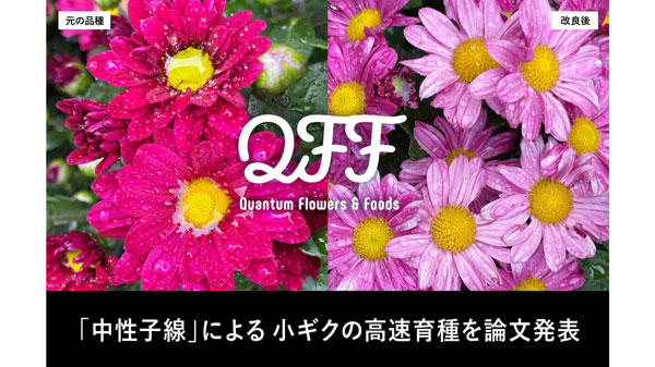 中性子線照射による小ギクの高速品種改良　有効性が学術誌で発表　QFF