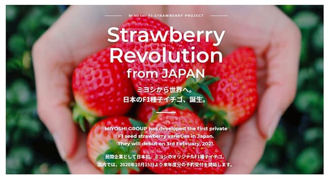 民間レベル日本初の「F1種子イチゴ」販売へ　ミヨシグループ