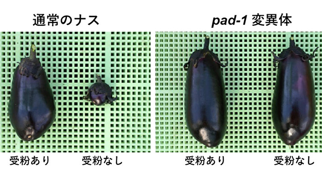 ナスに単為結果性もたらす仕組みを解明　タキイ種苗×農研機構