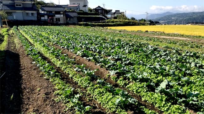 クボタファーム「おれん家農園」でムスカ有機肥料の実証実験開始