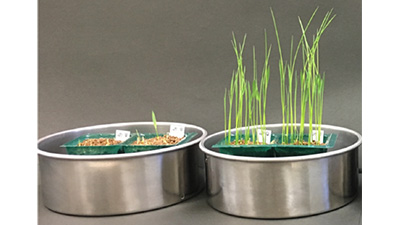 微生物でイネもみ枯細菌病を抑制　農研機構