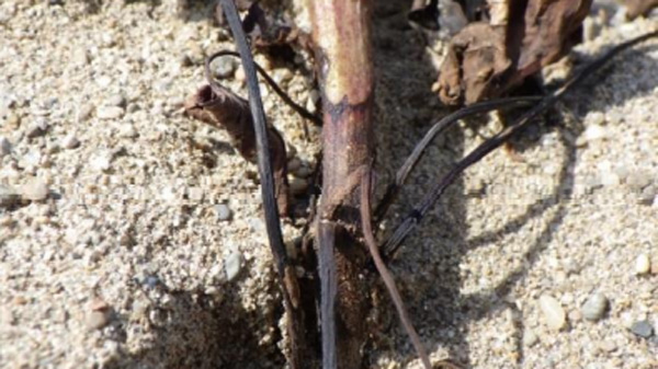 【特殊報】サツマイモ基腐病を県内初確認　山形県