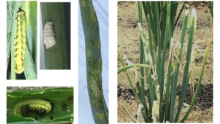 【注意報】豆類、野菜類にシロイチモジヨトウの発生を確認　京都府