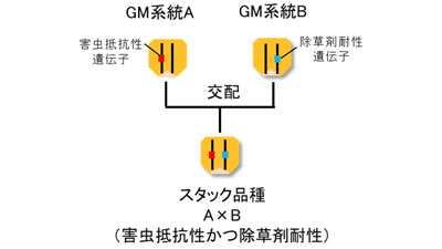 遺伝子組換え作物の混入率を正確に評価「グループ検査法」国際標準化　農研機構
