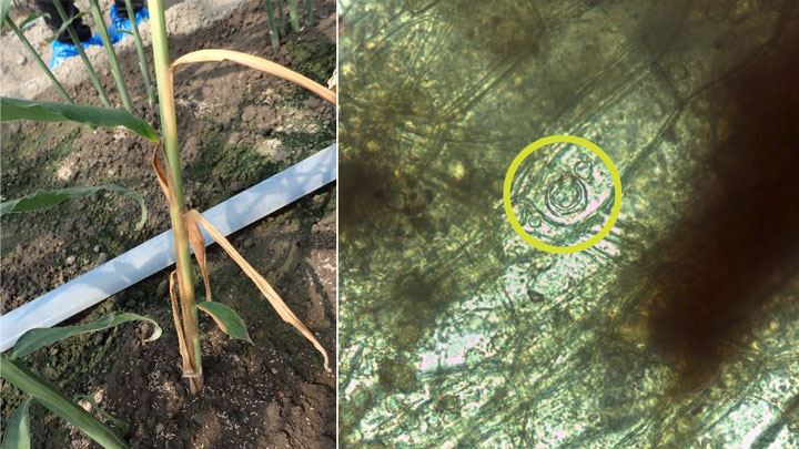 【特殊報】ショウガ根茎腐敗病　北海道で新たに発生　北海道病害虫防除所　北海道