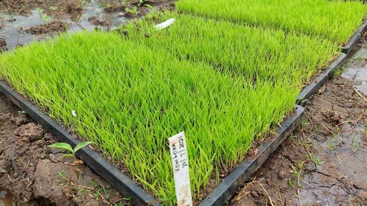 ケニア初「田植えを機械化」デモンストレーション実施　唐沢農機×商船三井×KiliMOL