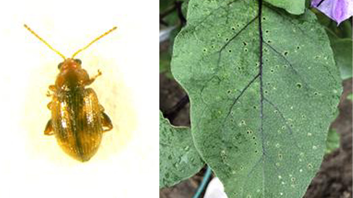 【特殊報】タバコノミハムシ　県内で発生を初確認　ナス、トマト等に食害　富山県
