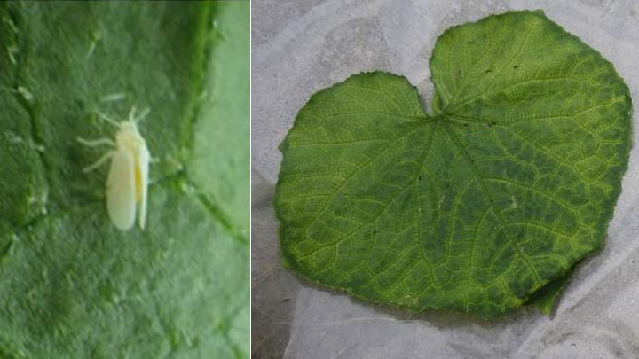 【特殊報】キュウリ退緑黄化病　府内で初確認　南河内地域で発生　大阪府