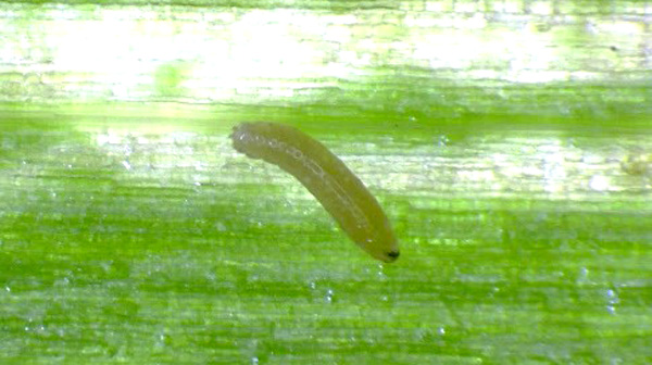 【特殊報】ネギハモグリバエB系統　県内で初確認　青森県