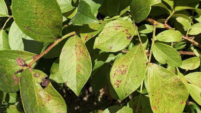【特殊報】ブルーベリーにうどんこ病　県内で初確認　静岡県