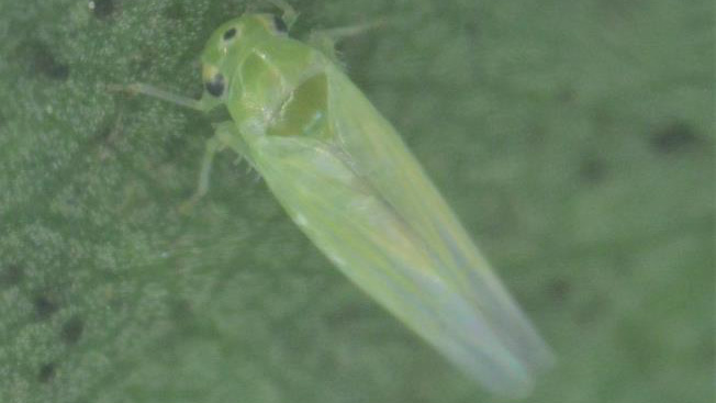 【注意報】モモ、スモモ、ウメにヨコバイ　県内で初めて確認　山口県