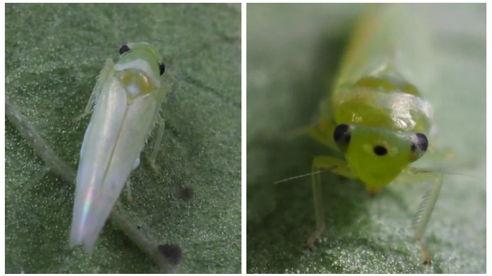 【特殊報】ウメ、アンズ、モモなどにヨコバイ科の一種　多摩地域などで初確認　東京都