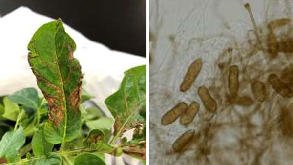 【特殊報】「S. lycopersici」によりバレイショの病害　国内で初の報告　熊本県