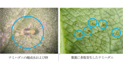 【注意報】イチゴのハダニ類　過去10年で最高の寄生株率　福岡県