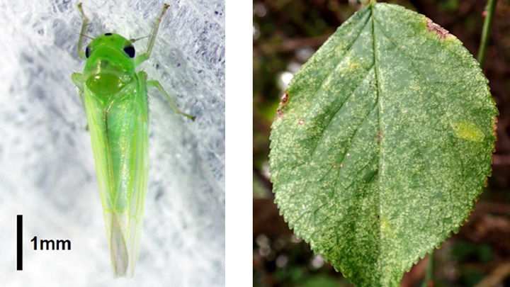 【特殊報】ウメ、モモにヨコバイ科「Singapora shinshana」県内で初発生　兵庫県