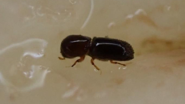 【特殊報】なしにサクセスキクイムシ　県南東部で発生　埼玉県