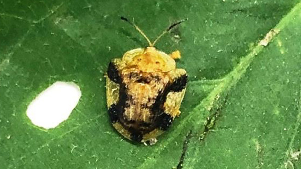 【特殊報】サツマイモほ場でヨツモンカメノコハムシ　県南中部で発生　埼玉県